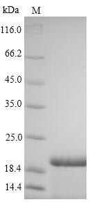 Viral C subtype adr Large envelope protein