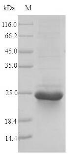 Fungi hfb2 protein