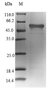 Hamster GLUL protein