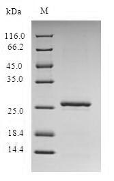 Bacterial esxA protein