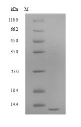 D. discoideum ponA protein