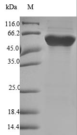 Human FGB protein