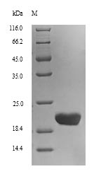 Human CLEC4C protein