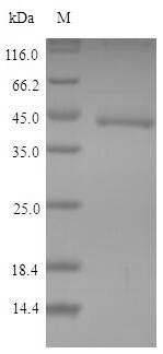 Mouse IDO protein