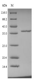 Insect D7 protein