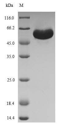 Plant RCA1 protein