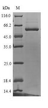 Human UGT1A4 protein