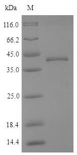 Dog CTSK protein