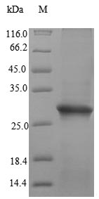 Human IZUMO1R protein