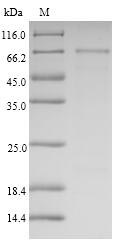 Human SEMG1 protein