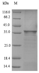 Insect D7 protein