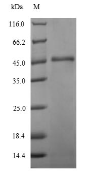 Bacterial eaeA protein