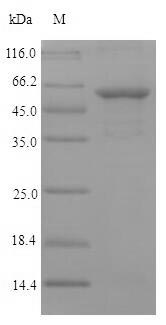 Bacterial ompA protein