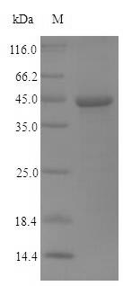 Viral NS1 protein