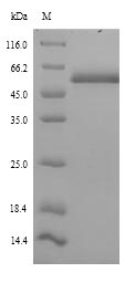 Human ICA1 protein