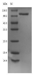 Rat Pcsk1 protein
