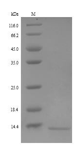 Human RETNLB protein