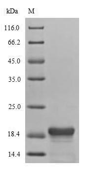 Bacterial hns protein