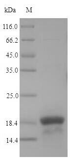 E. coli fur protein