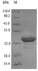 Prochlorothrix hollandica petE protein