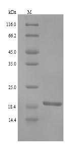 Human RNF11 protein