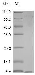 Monkey CD3G protein