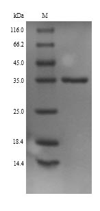 Mouse Mgll protein