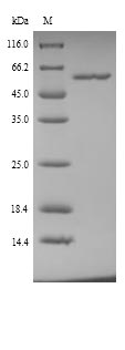 Mouse Gpt protein