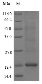 Pig NPG3 protein