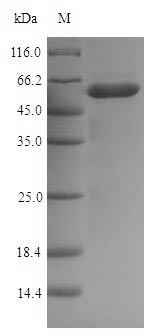 E. coli nlpD protein