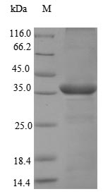 Monkey Mast Cell Chymase protein