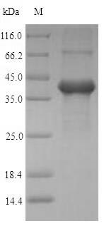 Human AMELX protein