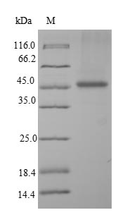 Human PALM protein