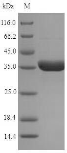 Mouse P1 protein