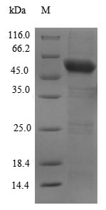 Human MB21D1 protein
