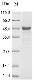 Mouse Tnni3 protein