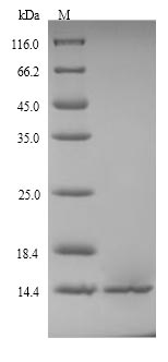 Bacterial grxD protein