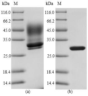 Bacterial entE protein