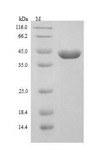 Mouse Tsc22d4 protein