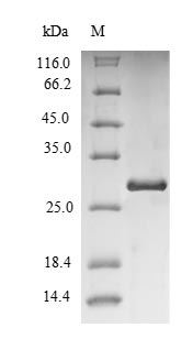 Human VPREB1 protein