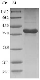 Rat Gremlin 1 protein