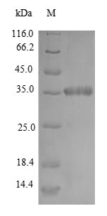 Bacterial dps protein