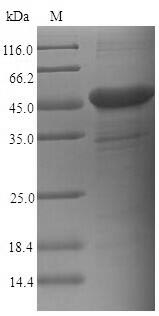 Human CEACAM6 protein