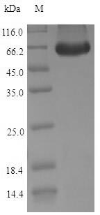 Dog PNLIPRP1 protein