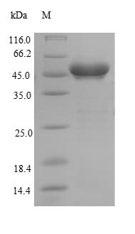Bacterial clfA protein