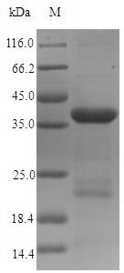 Human DST protein