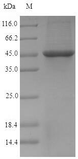 Bacterial pmpD protein