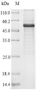 Human ATG14 protein