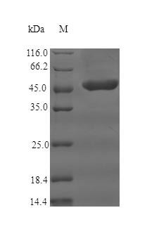 Human CD35 protein