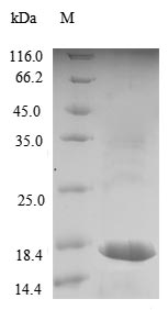 Dog LHB protein